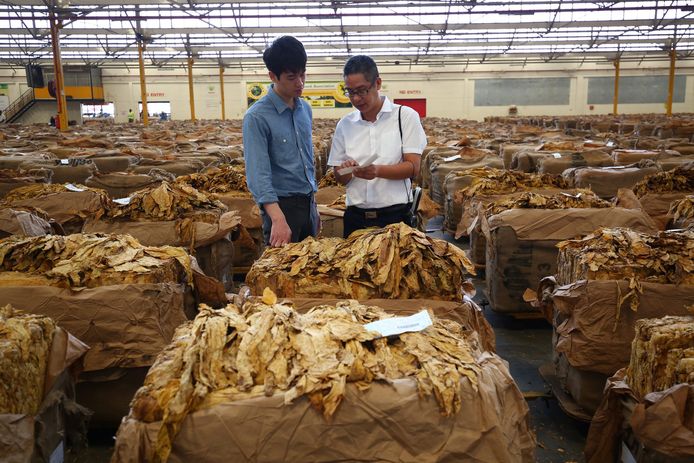 Chinese tabakshandelaars inspecteren de kwaliteit van geoogste tabak op een markt in Zimbabwe.
