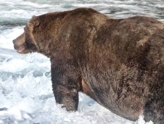 ‘747’ verkozen tot koning der beren in ‘Fat Bear Week’ in Alaska: “De grootste die we ooit al gezien hebben”