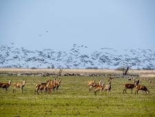 Twee van de vier boswachters Oostvaardersplassen weigert gezonde herten doden