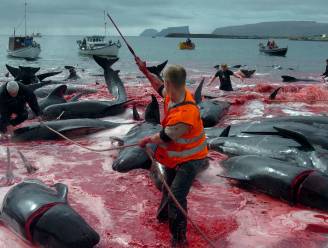 Massale walvisslachting op Faeröereilanden weer van start