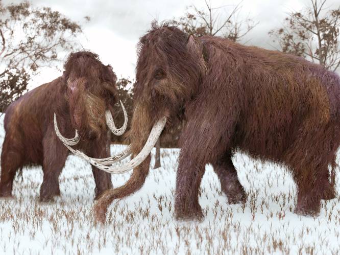 Allerlaatste wolharige mammoet stierf 4.000 jaar geleden in het midden van de Noordelijke IJszee