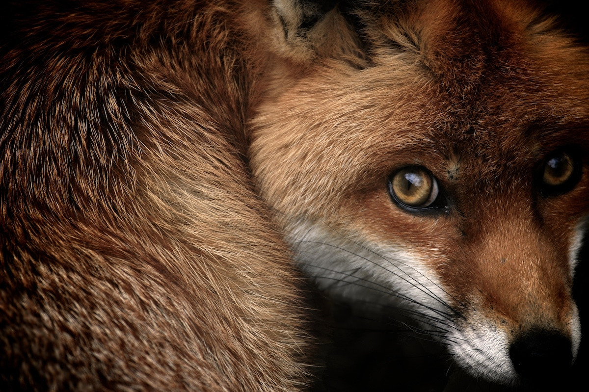 Les British Wildlife Photography Awards célèbrent 10 ans de superbes photos d'animaux.