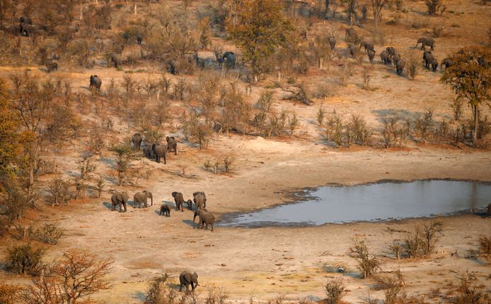 Een kudde olifanten in Botswana, archiefbeeld ter illustratie.