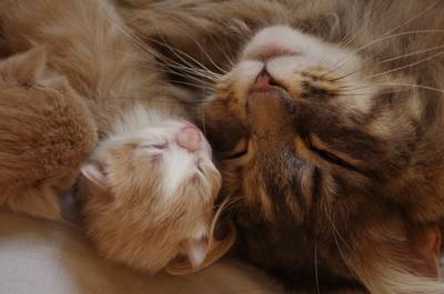 Honderden raskatten naar Ulft voor Europese kattenshow: Aaien is niet toegestaan