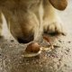 Waarom slakken levensgevaarlijk kunnen zijn voor honden