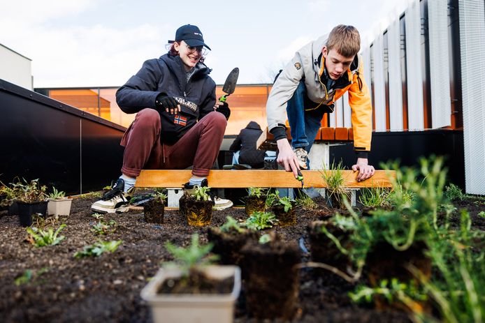 Leerlingen Imke Slagter en Martin Meester zijn druk bezig met het vergroenen van het dakterras van Campus 013.