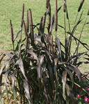 Pennisetum glaucum purple.