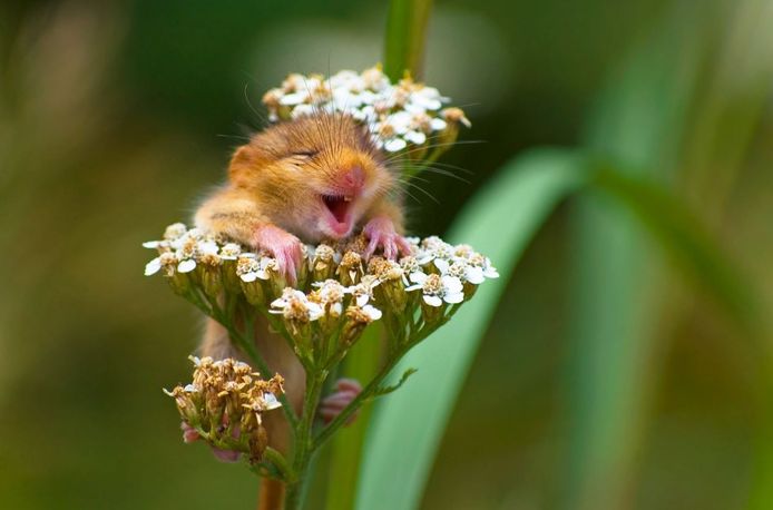 Comedy Wildlife Photography Awards