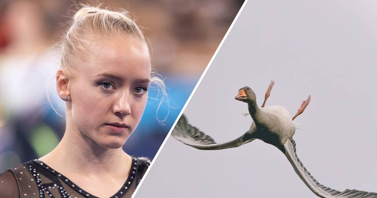 Nieuws gemist? Emotionele Lieke Wevers, een gans die ...