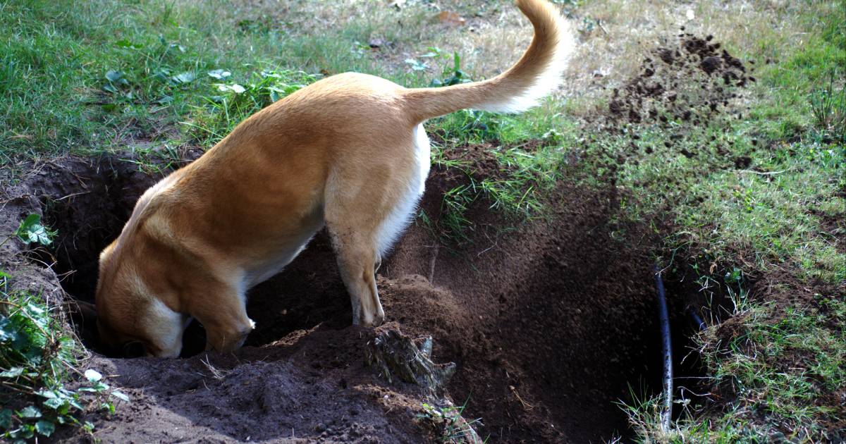 A dog digs in the ground while walking and finds a metal box containing 400 thousand euros |  outside