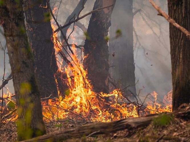 Afgelopen 25 jaar al 10-tallen hectare Brechts natuurgebied in rook opgegaan, ook door schietoefeningen