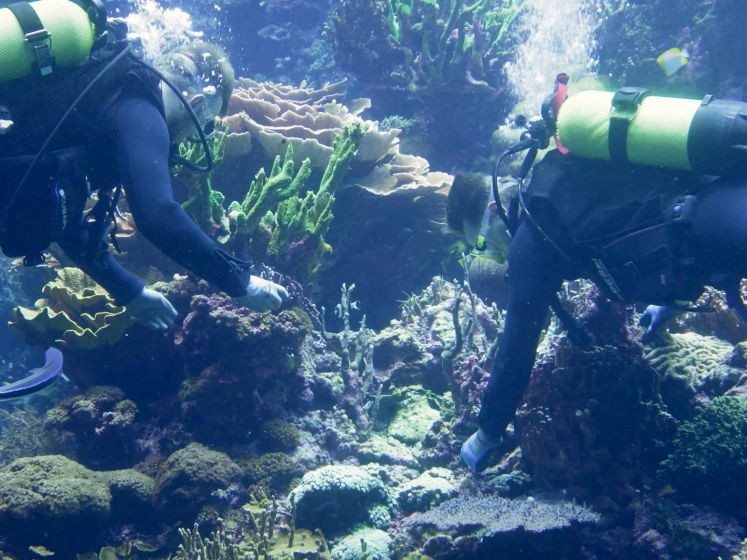 Duikers plaatsen koralen in Burgers' Zoo tegen uitsterving