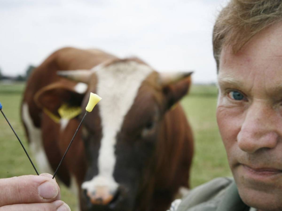 Koorts en ontstoken scrotum door pijltjes | Rivierenland | gelderlander.nl