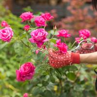 Zo plant en verzorg je rozen in de tuin