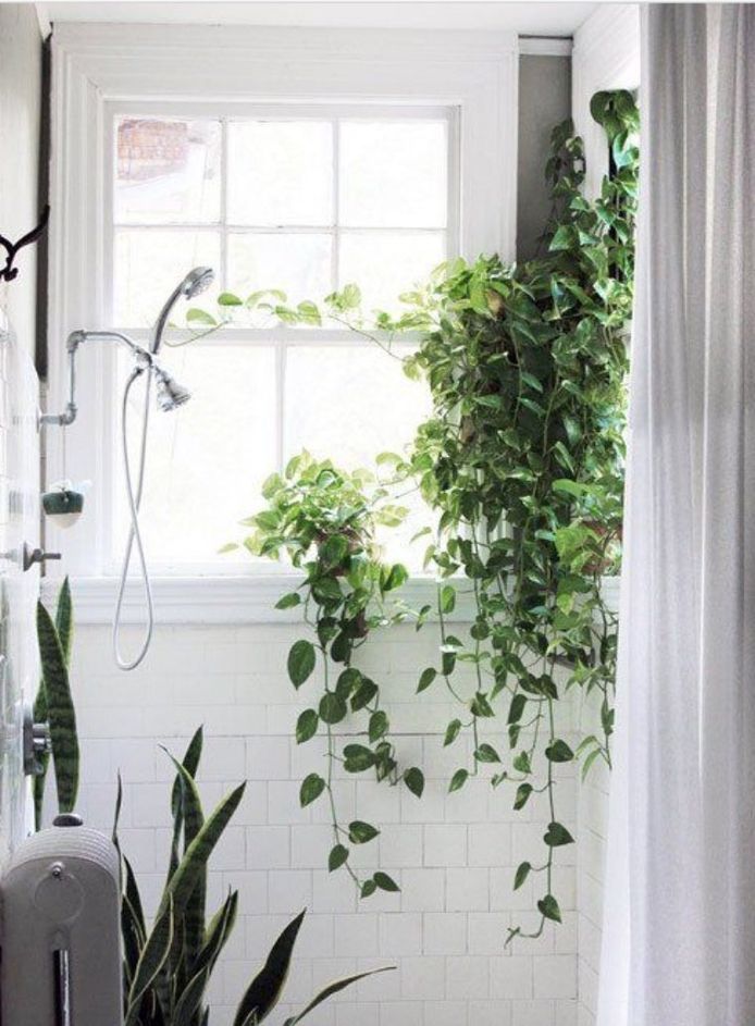 Kameraad Hijsen Parelachtig Interieurtrend: hang eens planten in je douche voor een tropisch gevoel |  Lifestyle | hln.be