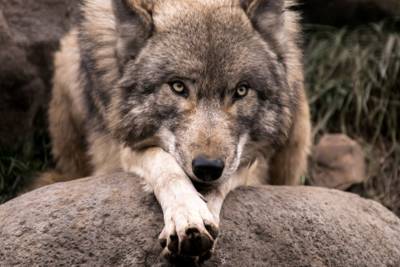 Jagers: wolf gezien vlak over de grens bij Winterswijk