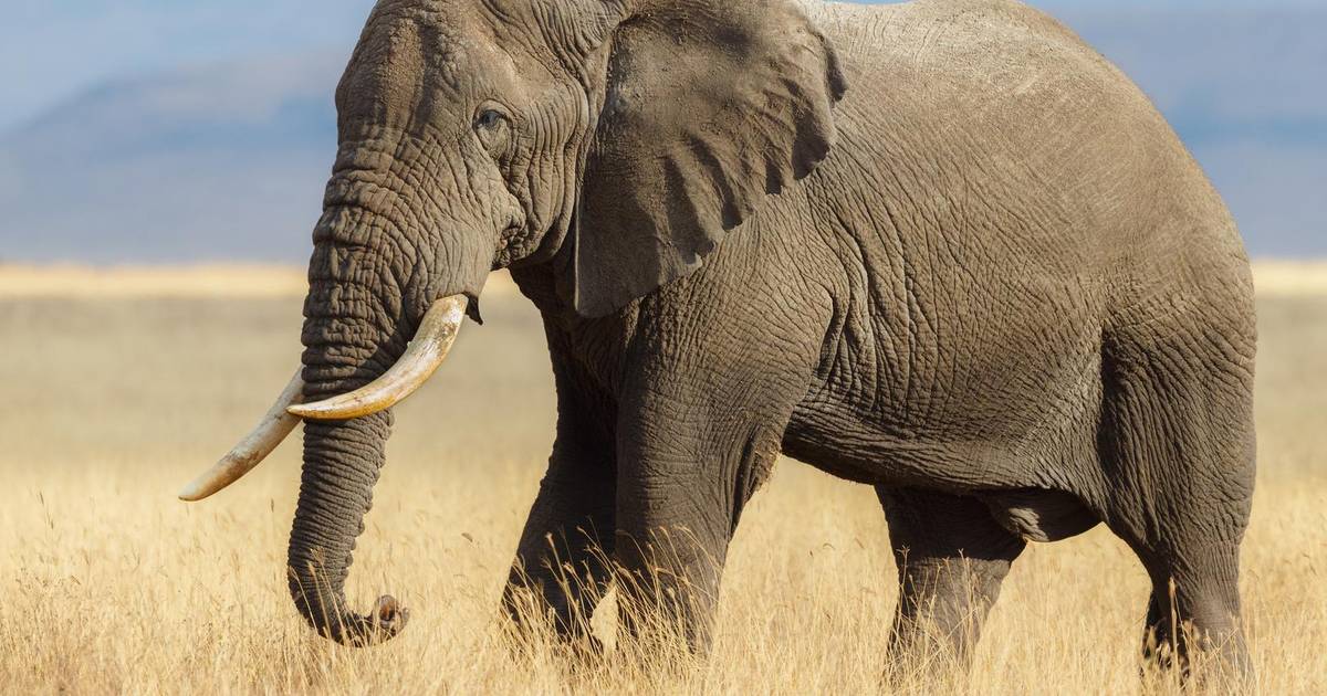 zuur Beperken Stiptheid Afrikaanse olifanten hebben status van bedreigde en ernstig bedreigde  diersoort | Dieren | hln.be