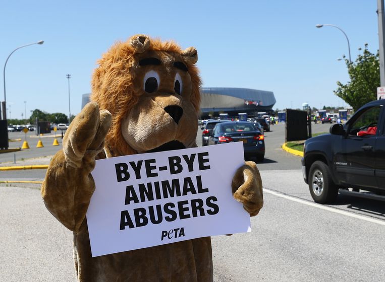 'Doei doei dierenmisbruikers'. Dierenrechtenorganisatie Peta juicht het einde van de Ringling Brothers toe. Beeld AFP