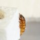 Wetenschappers bekijken ‘superworm’ die piepschuim eet, met hoop op toepassing in recycling