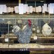 Dieren maken de mens ziek