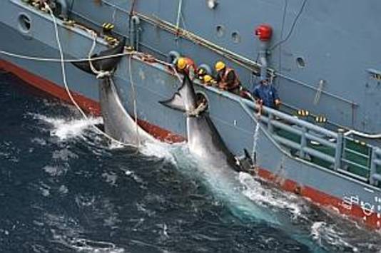 Een Japanse walvisvaarder in de Zuidelijke Oceaan sleept twee gedode walvissen mee naar een fabrieksschip waar ze zullen worden verwerkt.