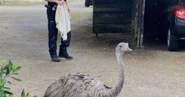 In Haaksbergen was een nandoe Die wilde naar de Hema toe etc Politie Haaksbergen vangt loslopende nandoe, maar eigenaar is nog spoorloos.