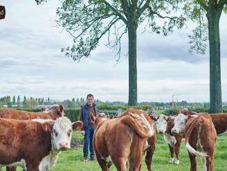 Bioboerderij Hierford genomineerd voor BioVLAM prijs