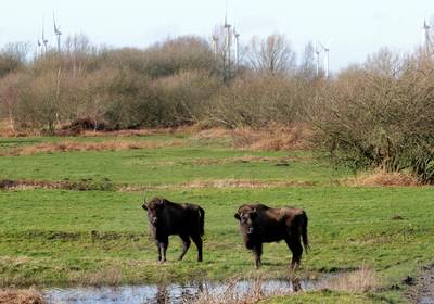 Drie nieuwe bewoners van de Slikken van De Heen zijn nog wat onwennig: ‘Ze zoeken elkaar, het zijn k