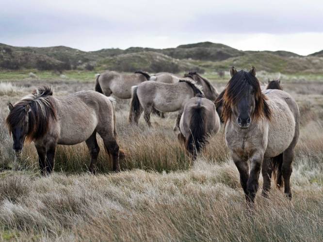 Bijna 200 konikpaarden uit Oostvaardersplassen naar de slacht