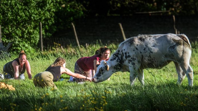 Yoga in de weide.