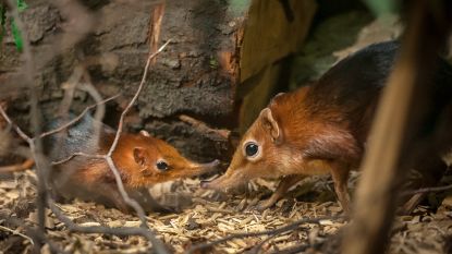 Primeur: tweeling slurfhondjes geboren in Antwerpse zoo