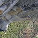 Free Solo