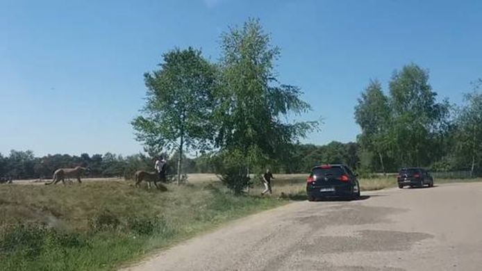 ARCHIEF: Incident in mei 2018 waarbij Frans gezin uit stapt tijdens safari in Beekse Bergen