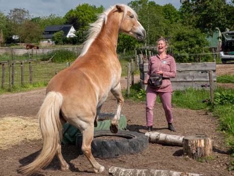 ‘Poep op straat en lawaai’: Het paardenparadijsje van Darla en Pris gaat verloren door een burenruzie