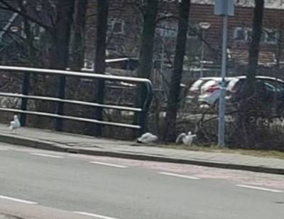 Jongeren dumpen afval in Aalten, meeuwen moeten het bezuren