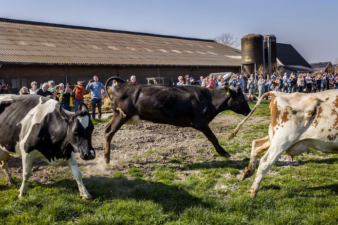 De koeien van Boerderijwinkel Zevenbergen in Piershil konden niet wachten om de wei in te rennen. Het jaarlijkse tafereel trok veel bekijks.