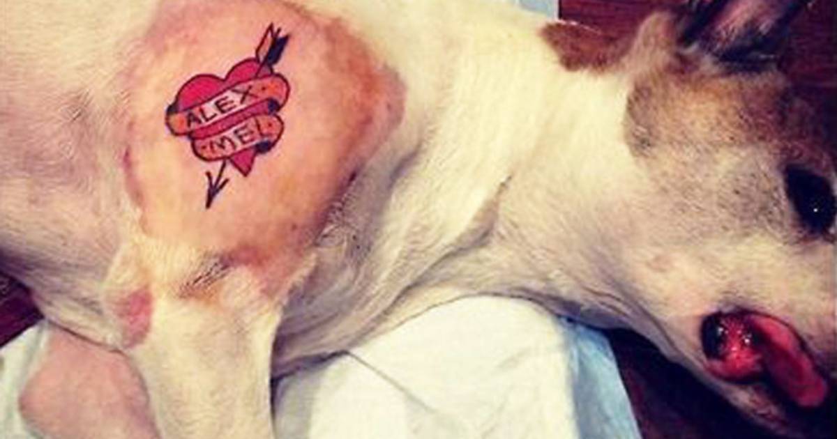 Un tatoueur se fait invectiver après avoir tatoué son chien, Ecologie