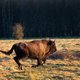 ‘De Nederlandse natuur kan nog een stuk wilder’