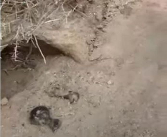 Twee pasgeboren kuikens die vermoedelijk de hongerdood stierven na elektrocutie van de ouder-pinguïns  in natuurreservaat Punta Tombo in de provincie Chubut.