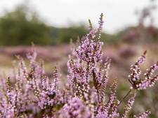 Staatsbosbeheer herstelt zeldzame Twentse natuur: ‘Elke drup grondwater doet ertoe’
