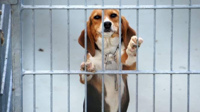 Extra beveiliging dierproefcentrum Den Bosch na nieuws over toename proeven met honden en katten