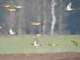 Speciale vogelakkers straks ook in Bladel