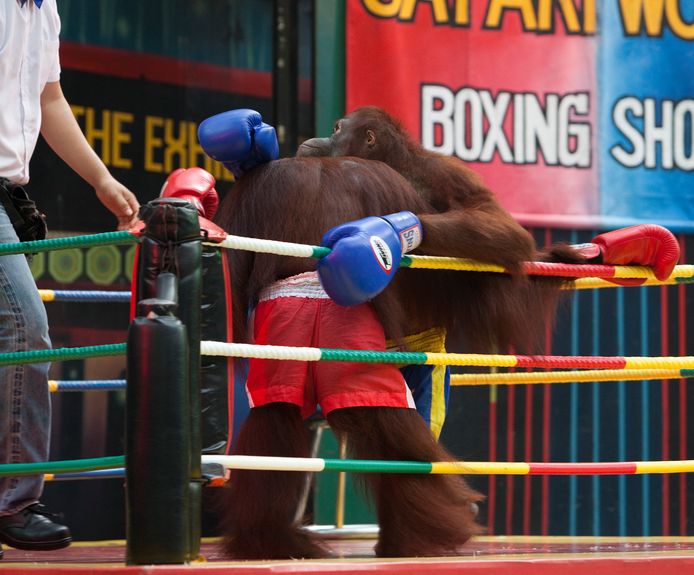 Archiefbeeld van een boksmatch tussen twee orang-oetans in een pretpark in Bangkok, Thailand.