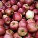 Appel- en perenoogst minder dan topjaar 2009