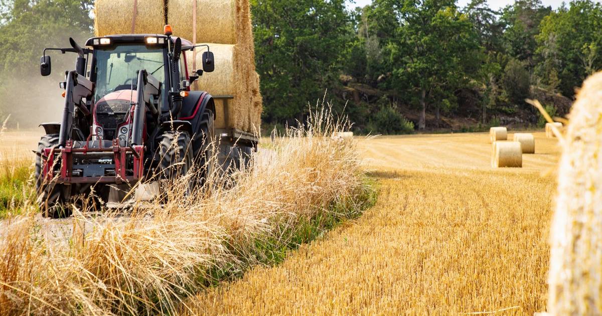 Belgian truck driver (41) crushed by straw bale while loading truck |  News