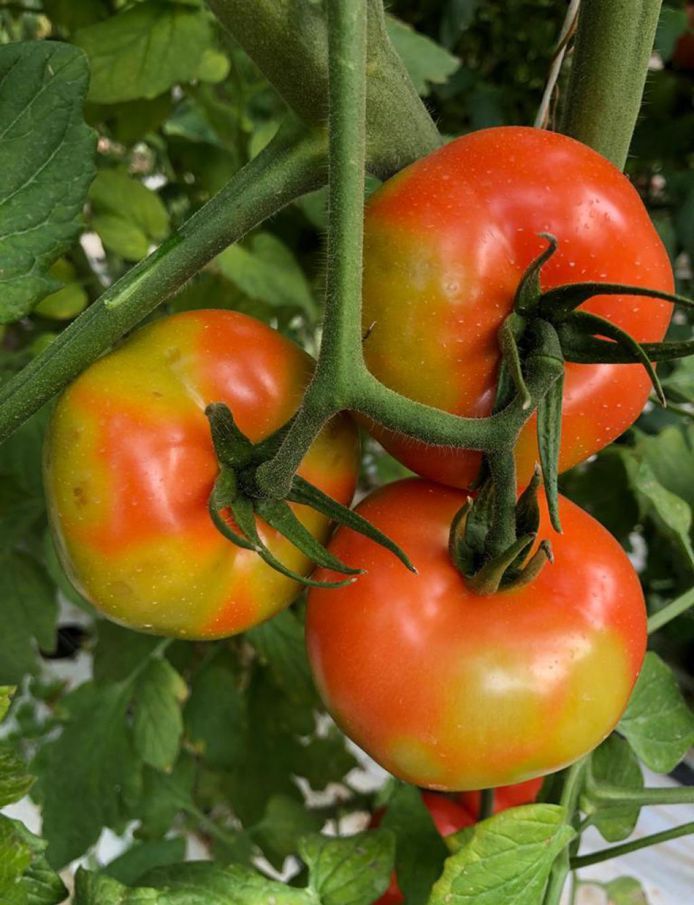 Tomaten met het ToBRF-virus.