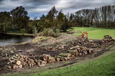 Verwoesting of fatsoenering van natuur? 70 aalscholvers raken slaapplaats kwijt