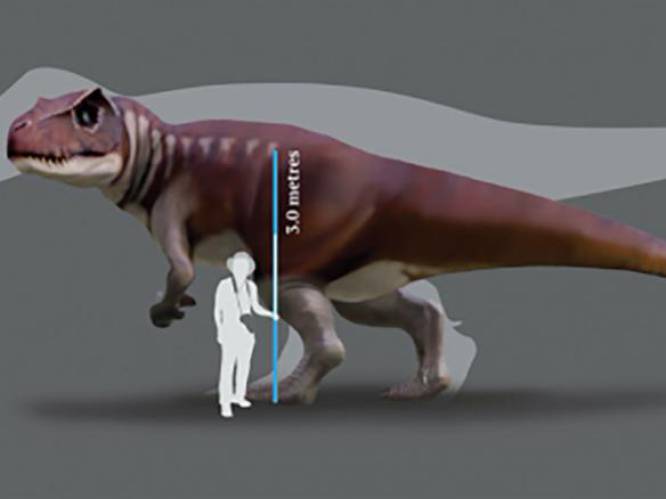 Reusachtige vleesetende dino’s ouder dan de T. rex kwamen ook in Australië voor