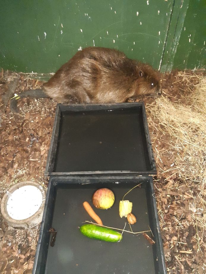 De bever werd opgevangen in het VOC in Merelbeke