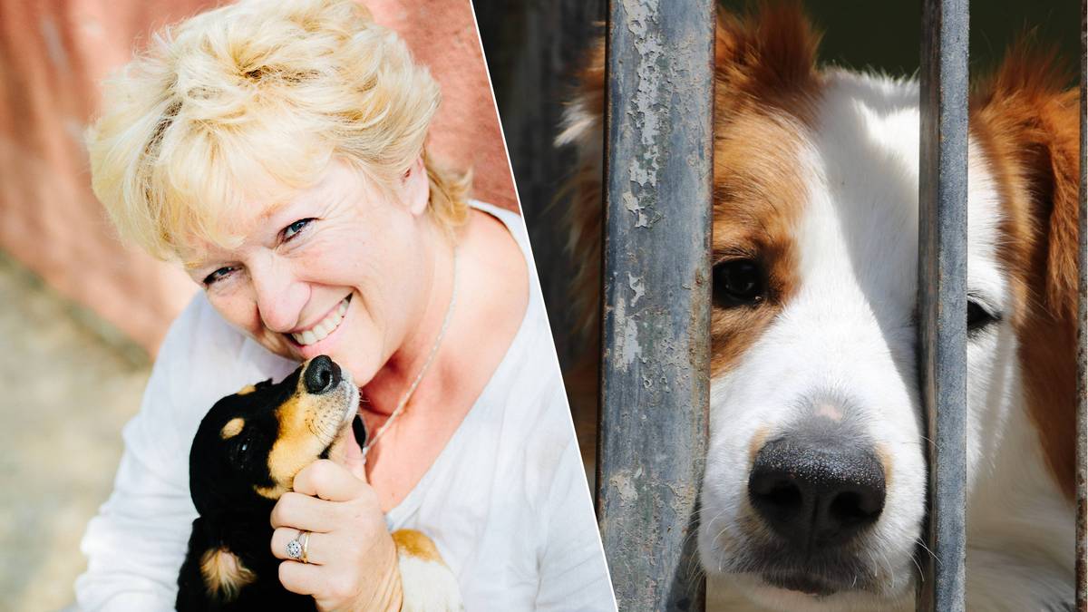 Antwerpse Fabienne (60) redde afgelopen 25 jaar meer dan 31.000 (!) honden  van spuitje in Spanje | Exclusief voor abonnees | hln.be